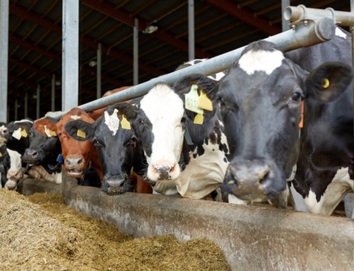 Your Guide to Livestock & Animal Mortality Business Insurance